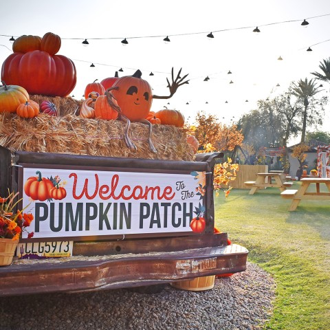 Fairmont Princess Pumpkin Patch in Scottsdale AZ